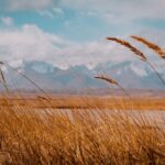 Weeds in the field